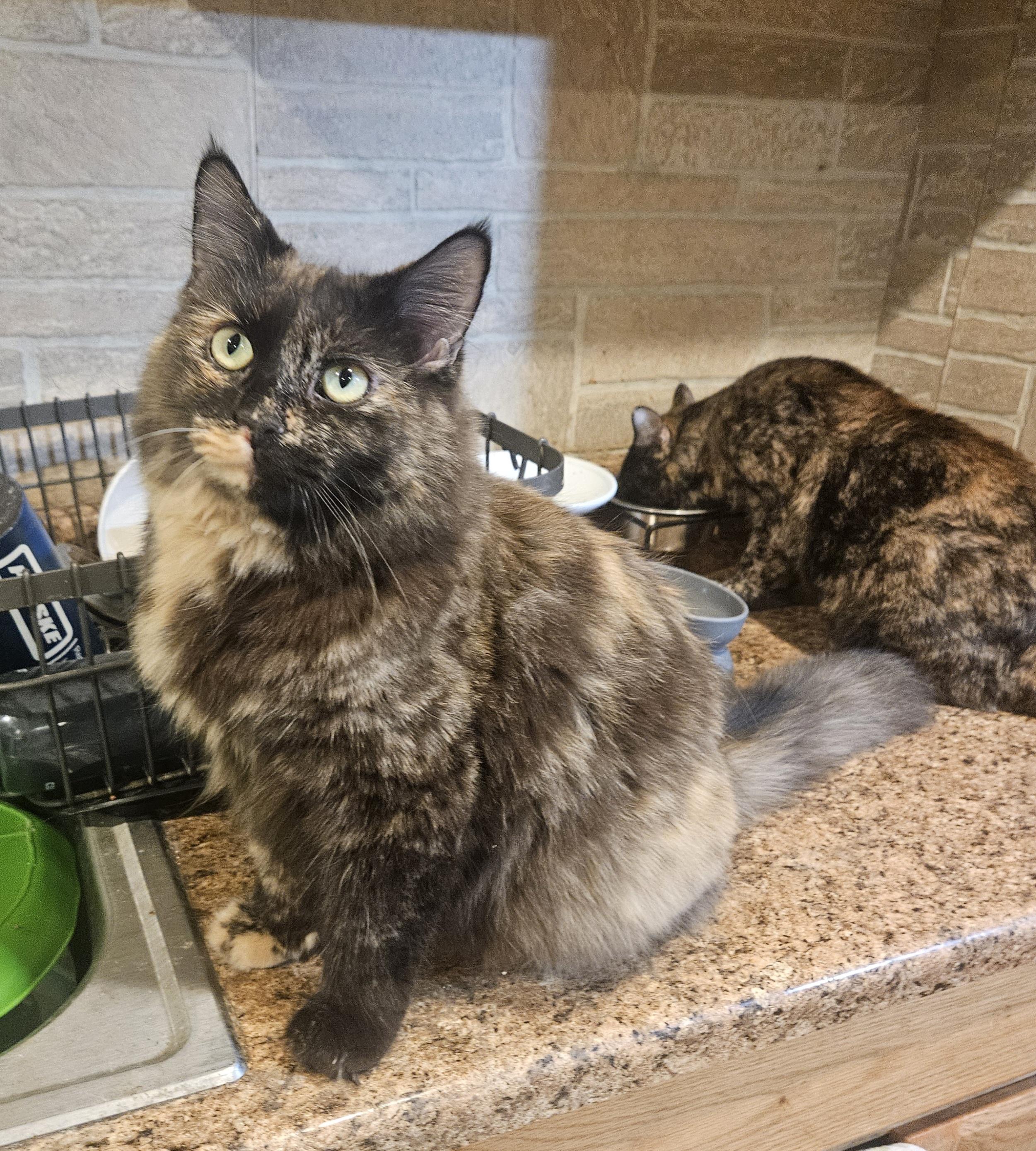 Poptart , a ADOPTABLE mixed breed in Youngtown, AZ image 2/3