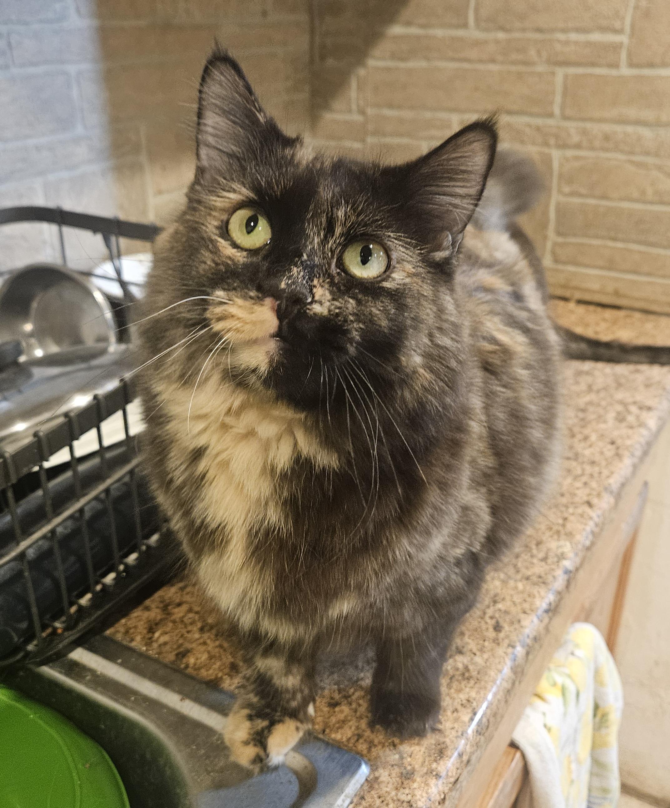 Poptart , a ADOPTABLE mixed breed in Youngtown, AZ image 3/3