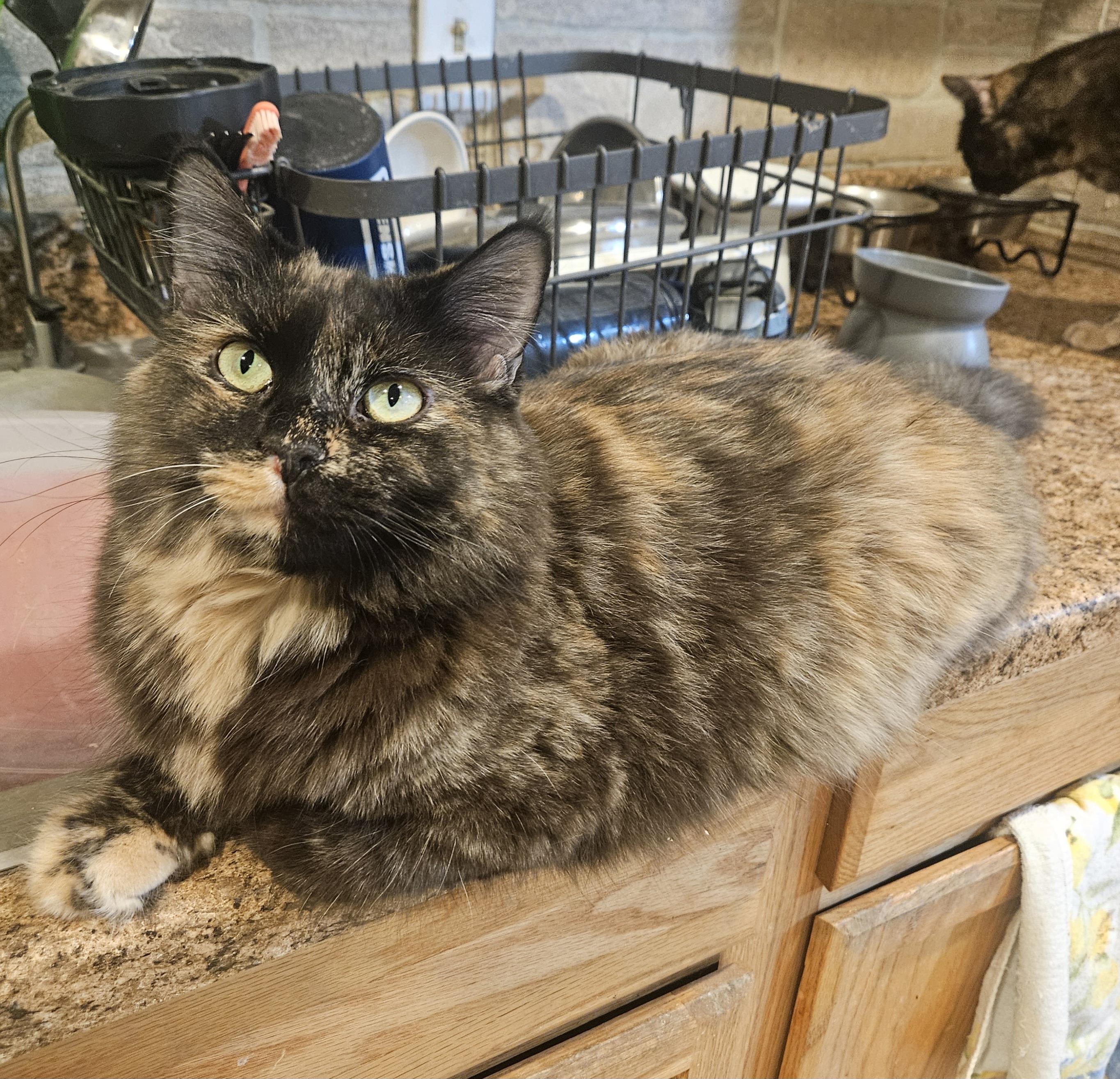 Poptart , a ADOPTABLE mixed breed in Youngtown, AZ image 1/3