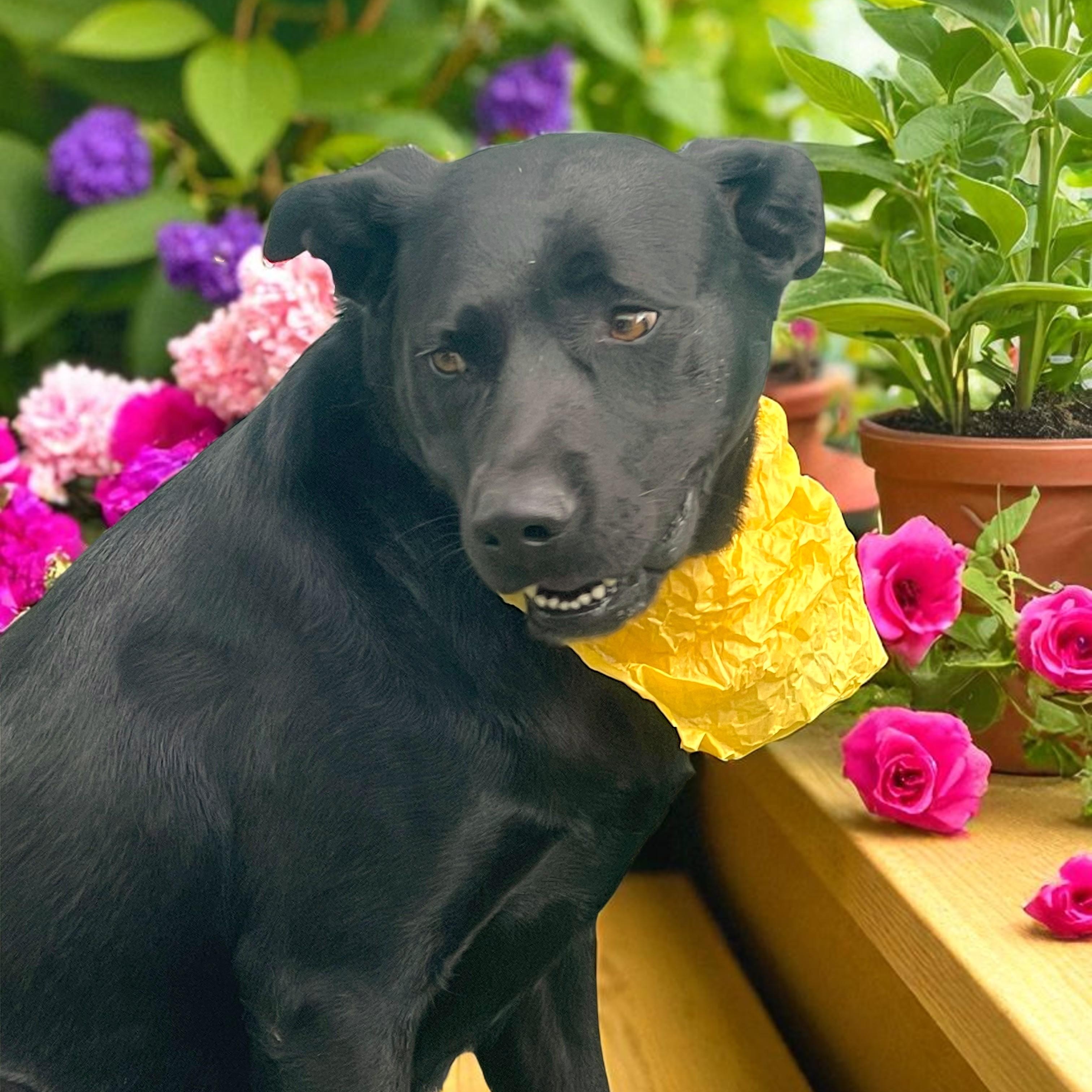 Onyx (Rosy) 2