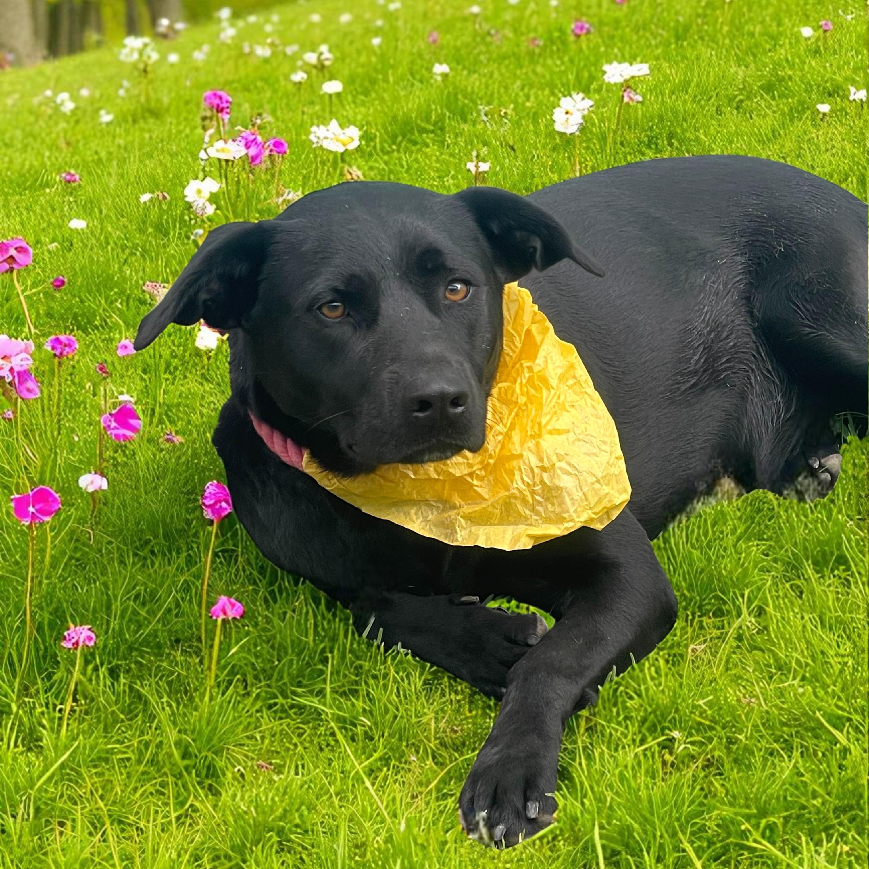 Onyx (Rosy)