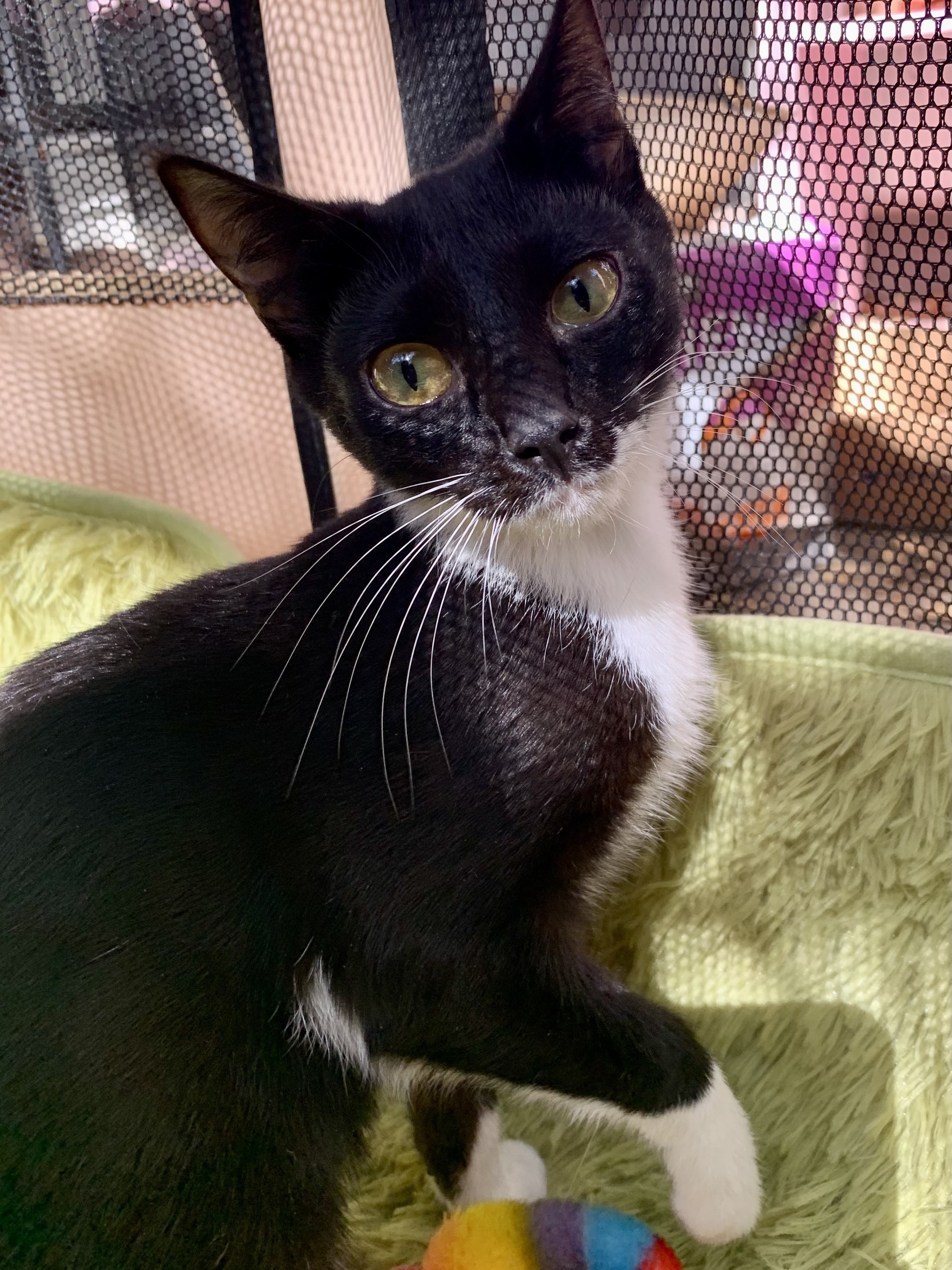 Pfizer, Adoptable, Adult Male Domestic Short Hair.