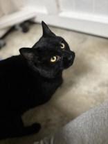 Enlarge Joker, a ADOPTABLE Domestic Short Hair in Dodgeville, WI image 1/2