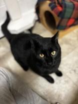 Enlarge Joker, a ADOPTABLE Domestic Short Hair in Dodgeville, WI image 2/2