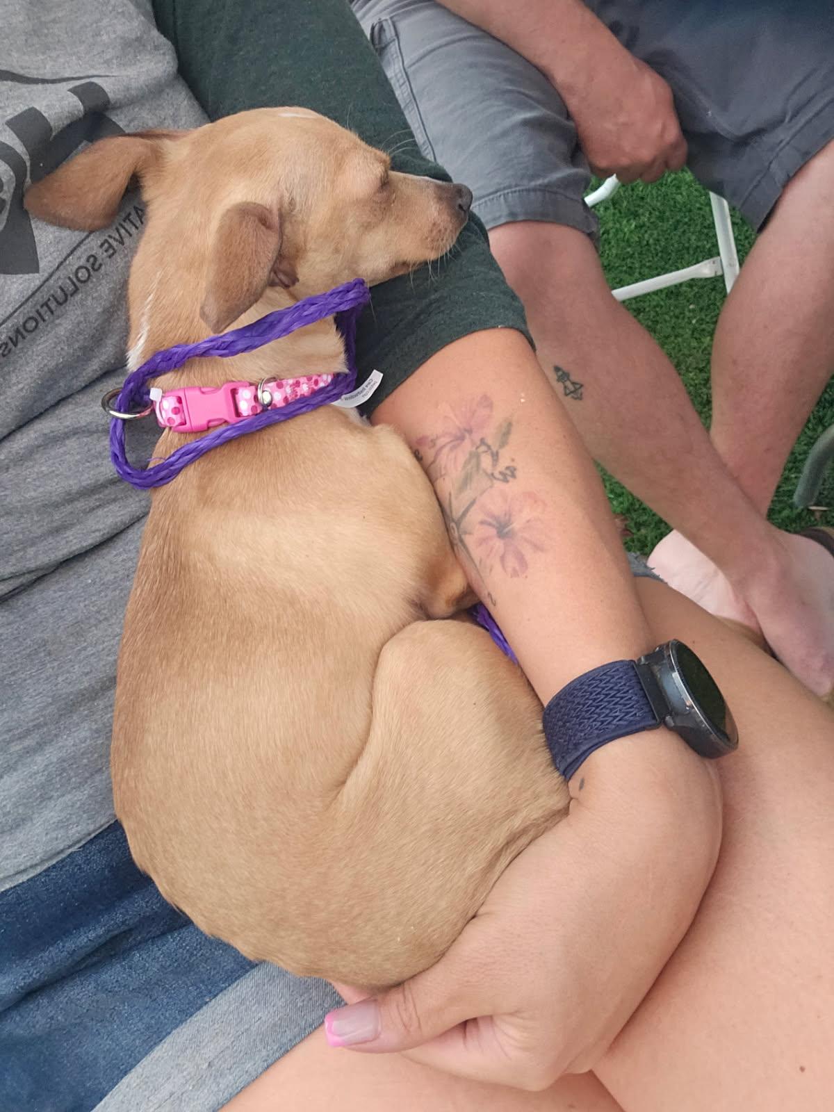 Cricket, Adoptable, Adult Female Chihuahua.