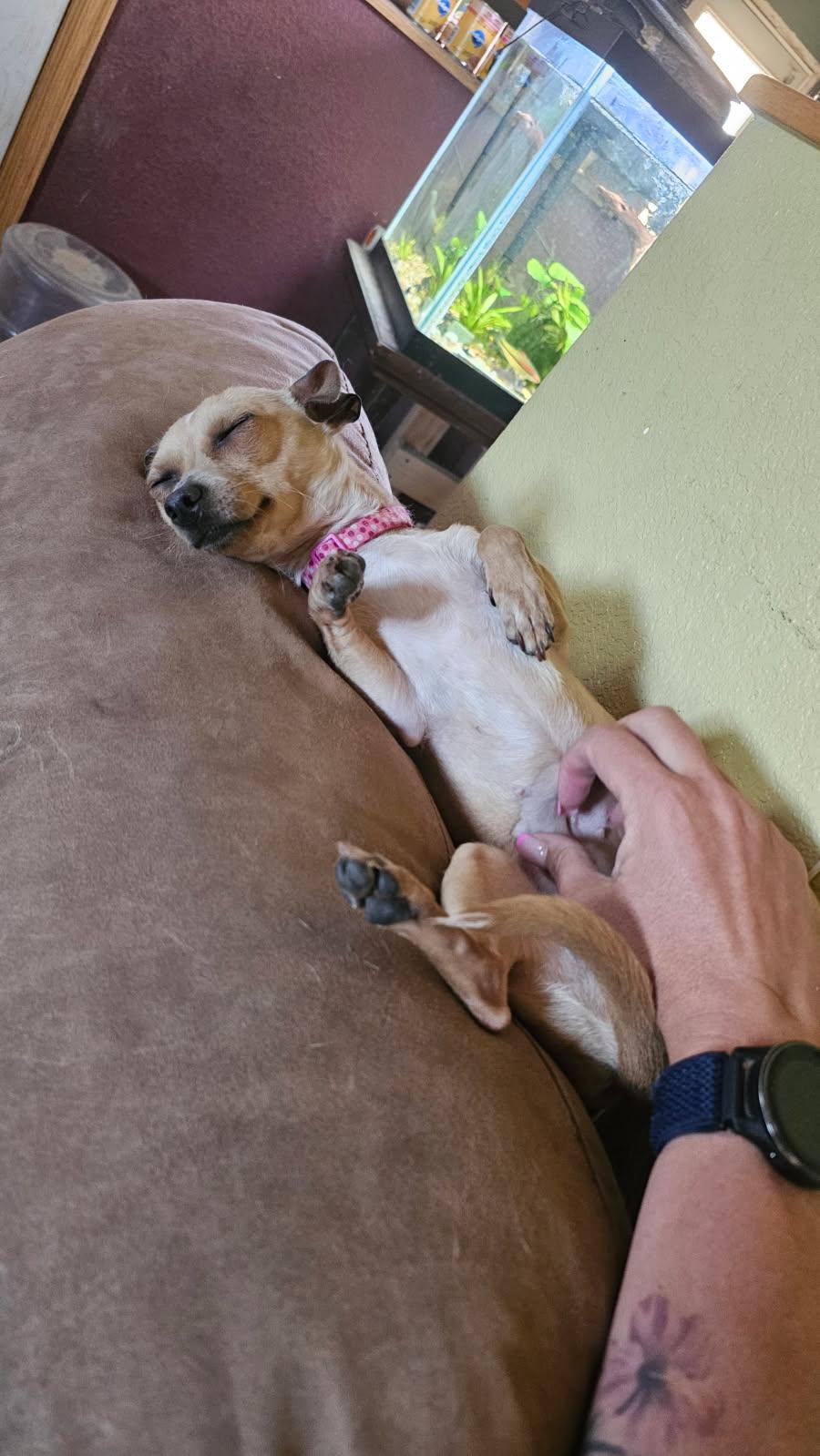 Enlarge Cricket, a Adoptable Chihuahua in Fort Collins, CO image 2/3