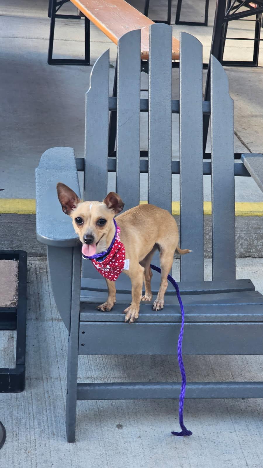Enlarge Cricket, a Adoptable Chihuahua in Fort Collins, CO image 3/3