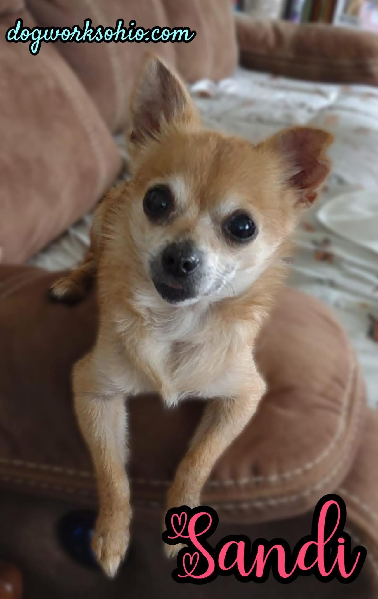 Sandi, Adoptable, Senior Female Chihuahua.
