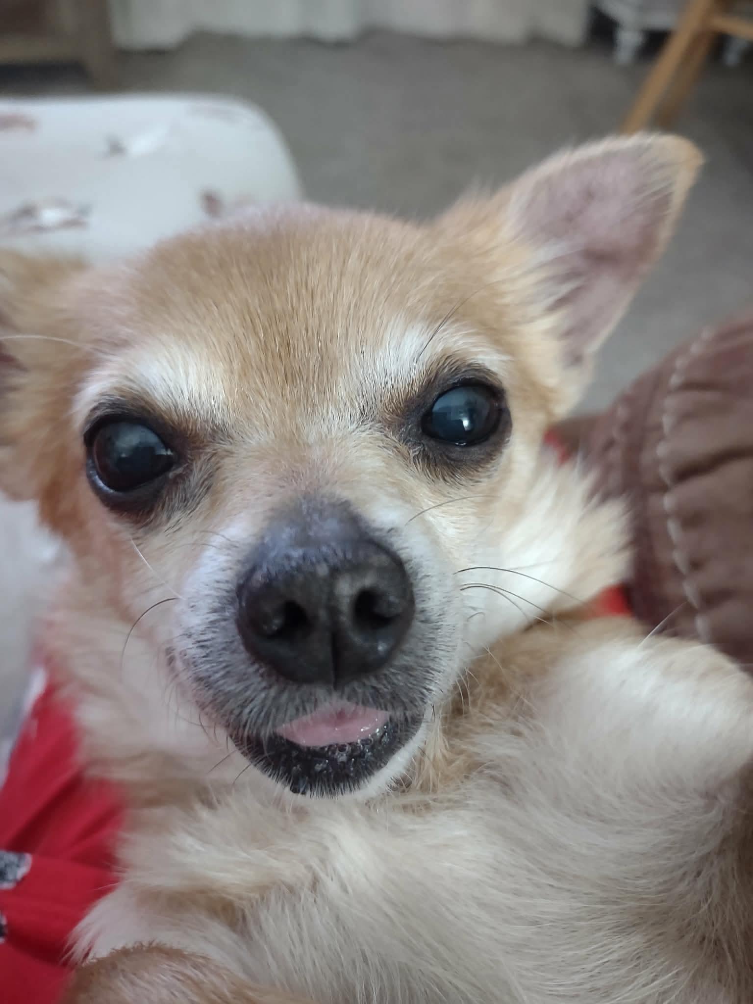 Sandi, a Adoptable mixed breed in Toledo, OH image 3/3