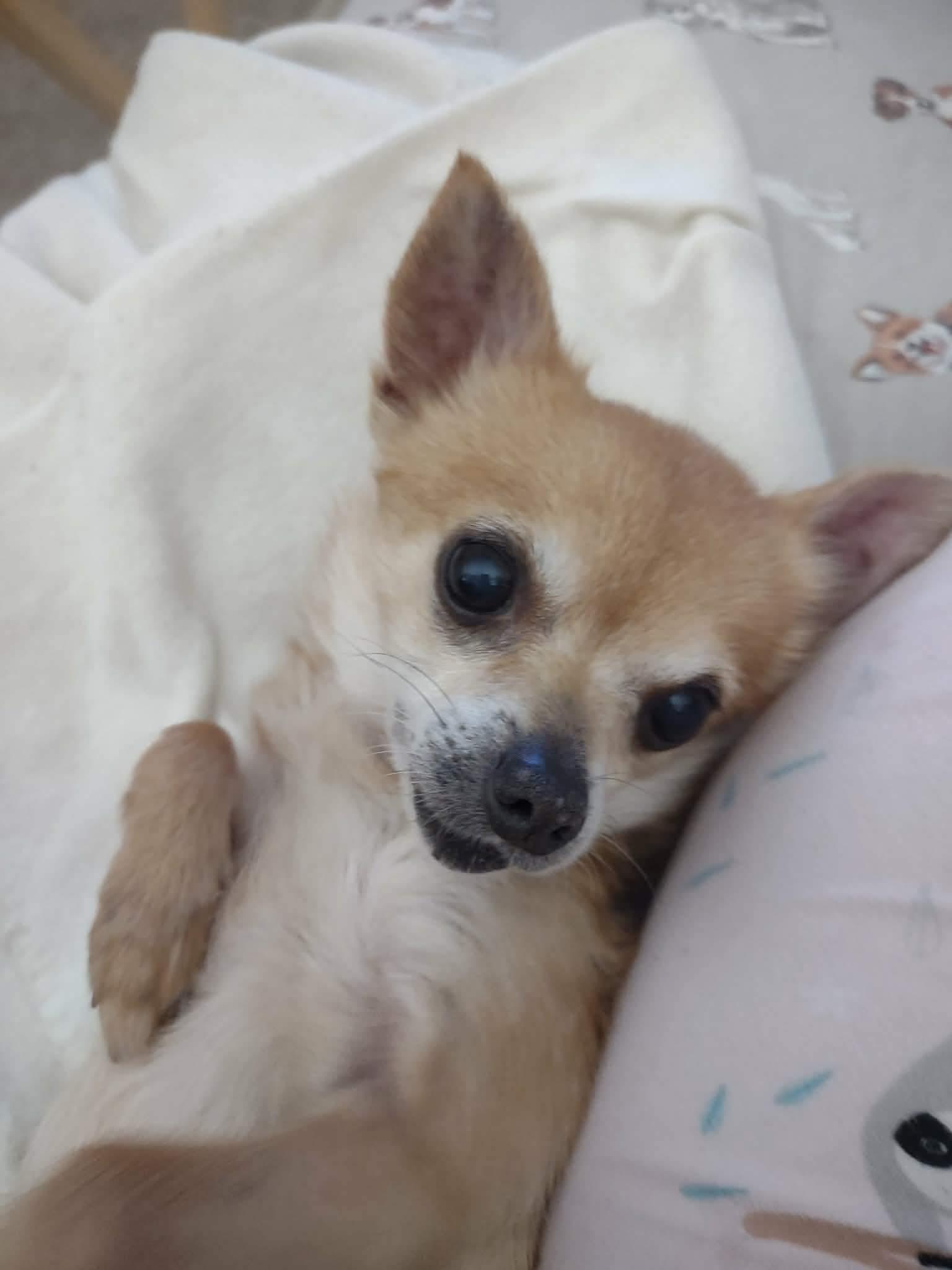 Sandi, a Adoptable mixed breed in Toledo, OH image 2/3