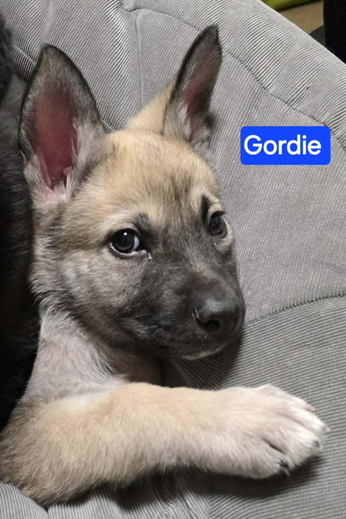 Gordie (PUPPY), an adopted mixed breed in Greeneville, TN image 3/4