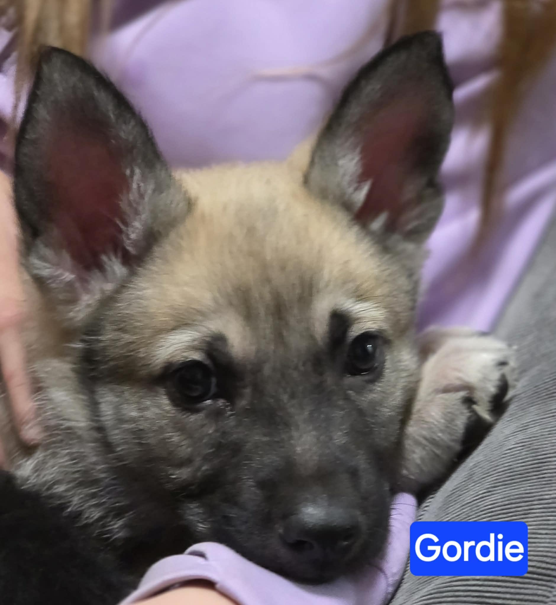 Gordie (PUPPY), an adopted mixed breed in Greeneville, TN image 2/4