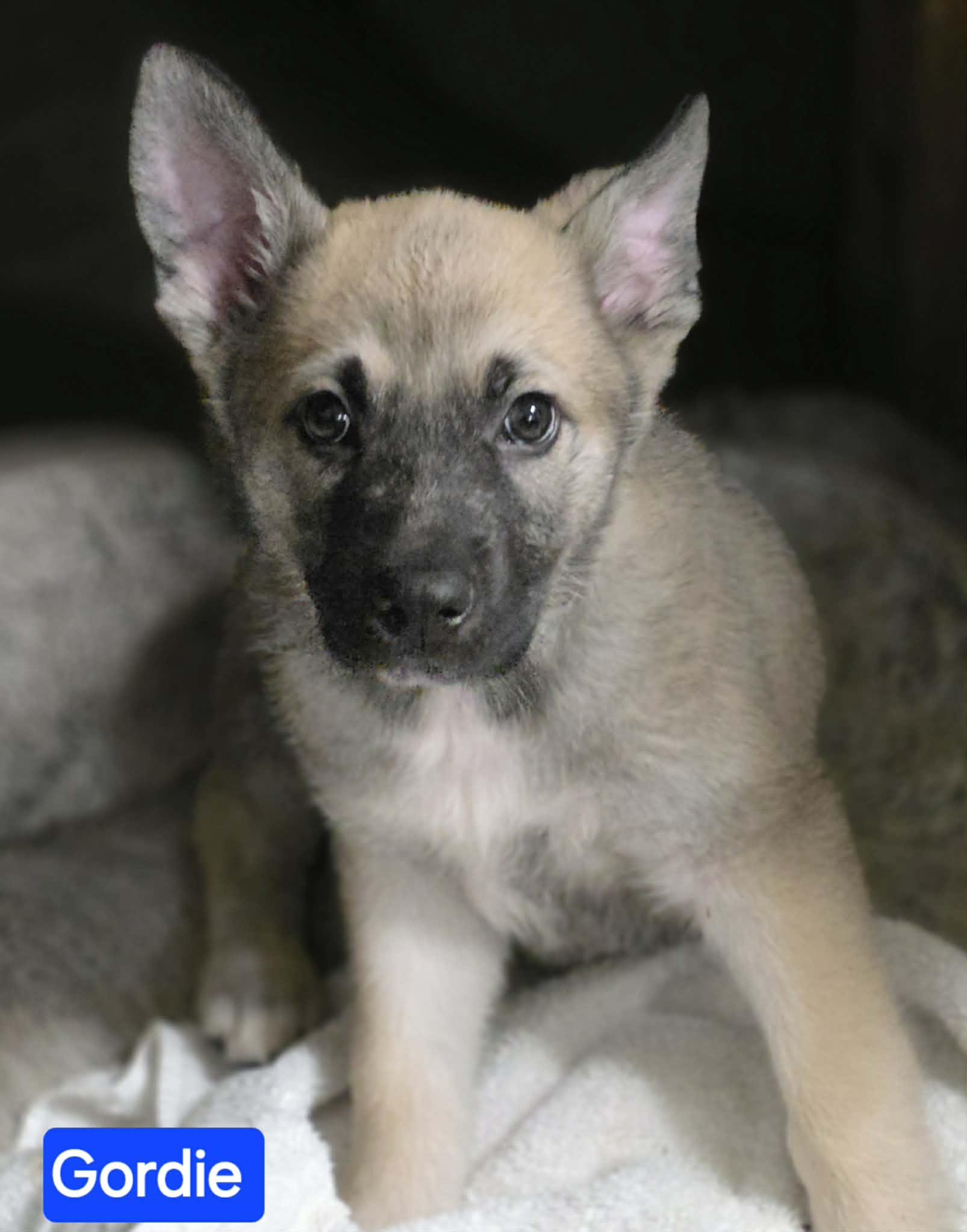 Gordie (PUPPY), adopted, Puppy Male German Shepherd Dog.
