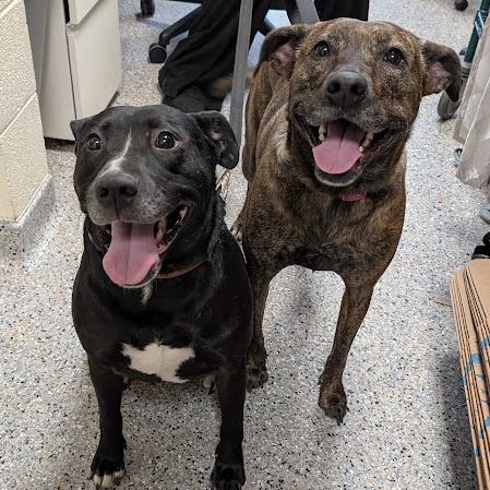 Brownie, Adoptable, Adult Female Mixed Breed.