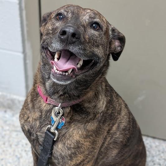 Brownie, a Adoptable Mixed Breed in West Olive, MI image 2/6