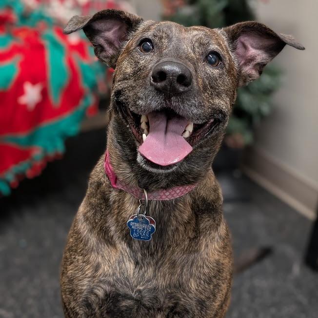 Brownie, a Adoptable Mixed Breed in West Olive, MI image 3/6