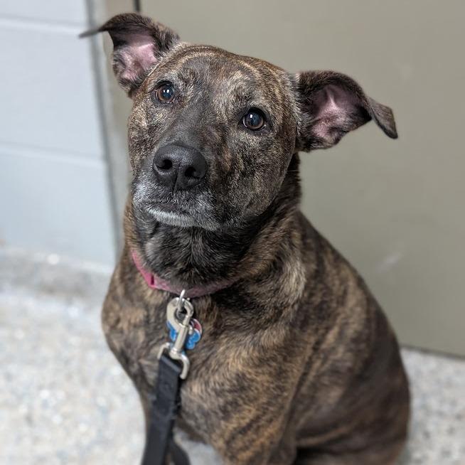 Brownie, a Adoptable Mixed Breed in West Olive, MI image 4/6