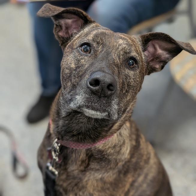 Brownie, a Adoptable Mixed Breed in West Olive, MI image 5/6