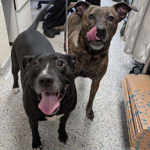 Brownie, a Adoptable Mixed Breed in West Olive, MI image 6/6