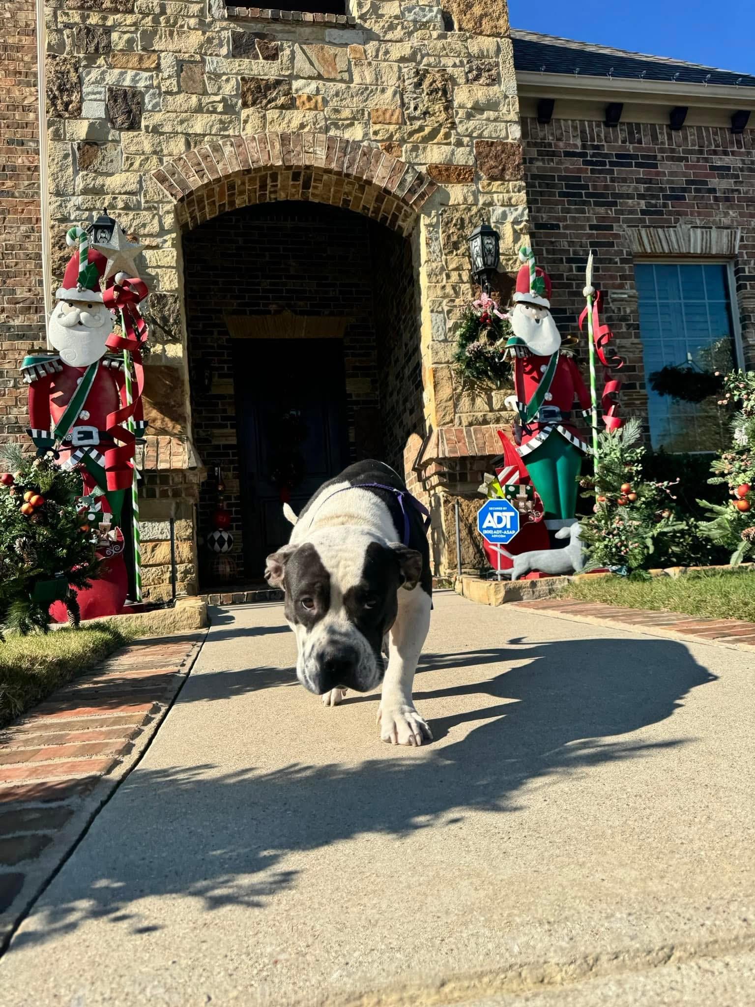 Enlarge Lola, an adopted mixed breed in Erie, PA image 2/5