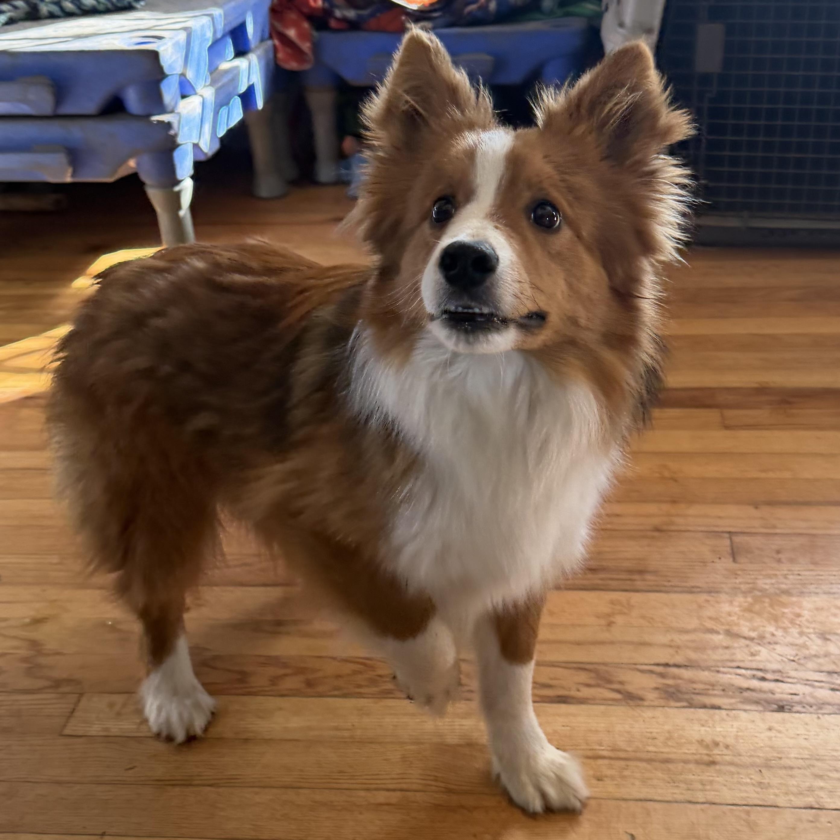 Dill Pickle, an adopted mixed breed in Olathe, KS image 2/5