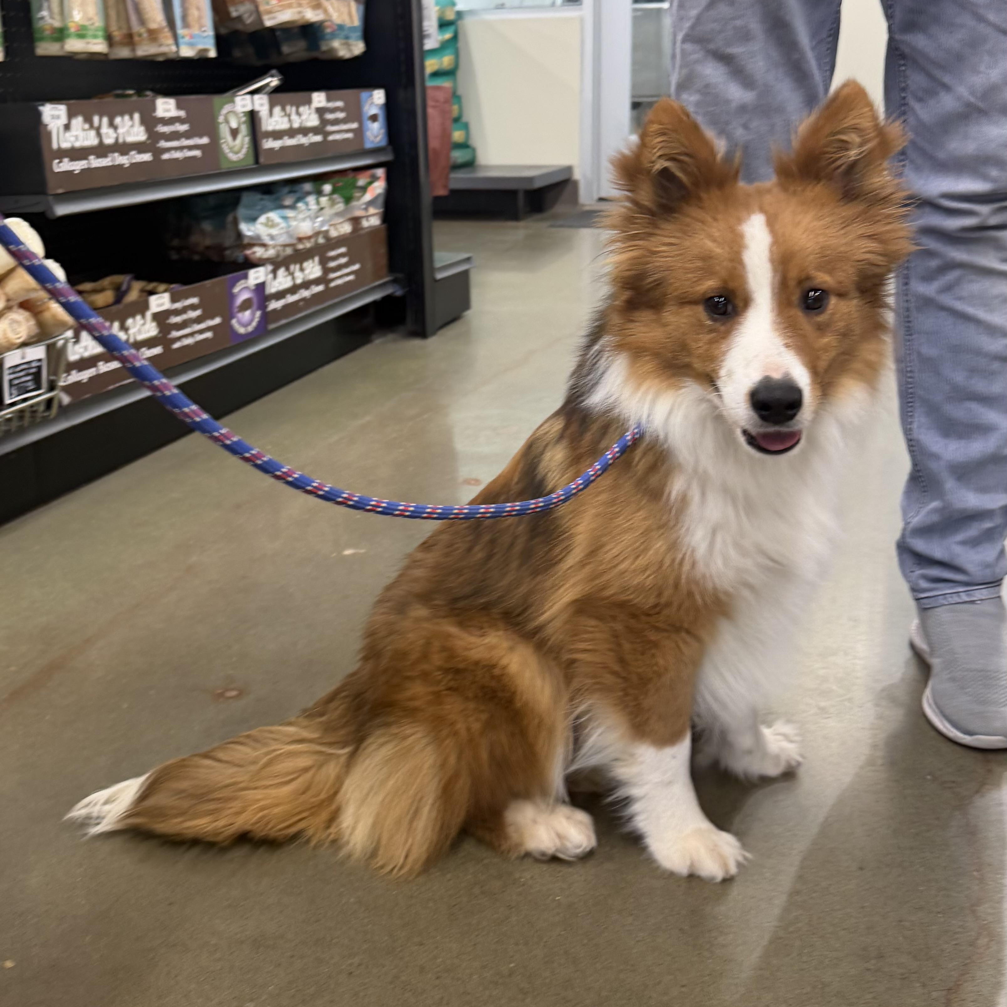 Dill Pickle, adopted, Young Male Corgi & Australian Shepherd.