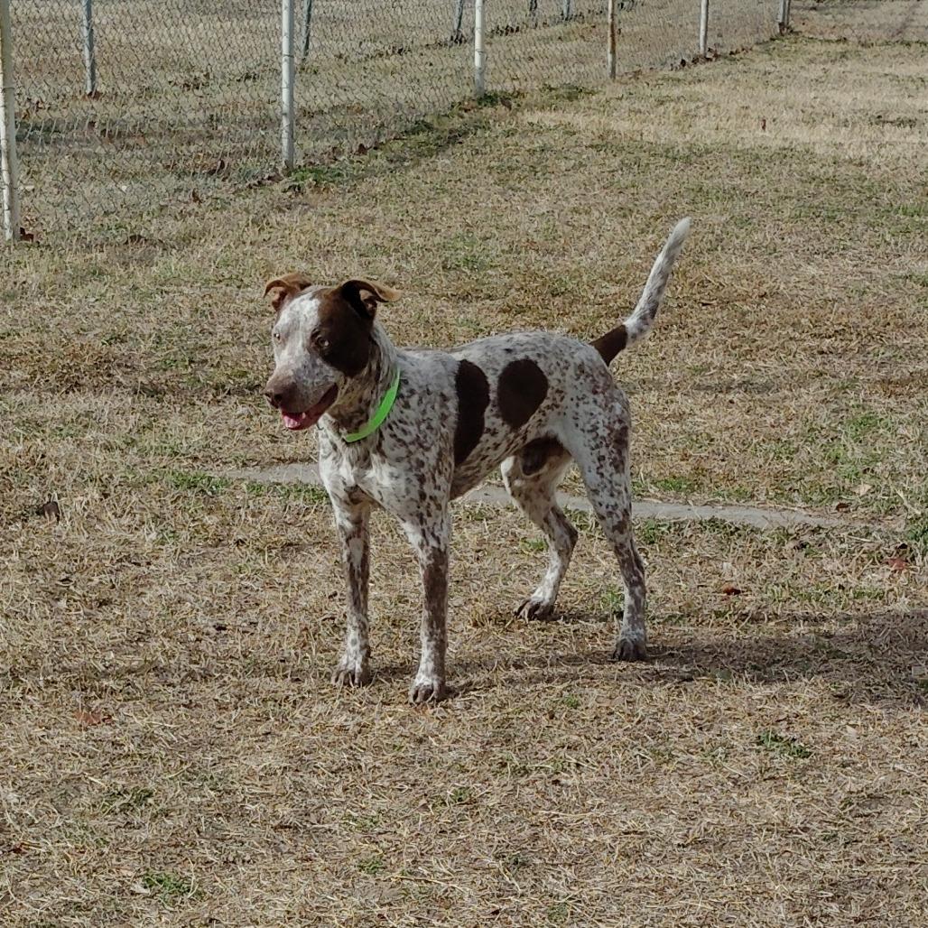 Enlarge Aden, a Adoptable mixed breed in Tulsa, OK image 2/6