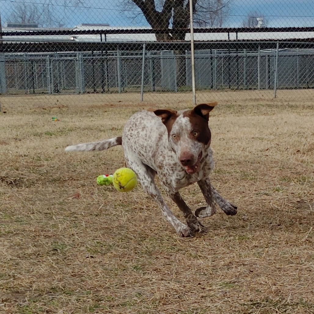 Enlarge Aden, a Adoptable mixed breed in Tulsa, OK image 3/6