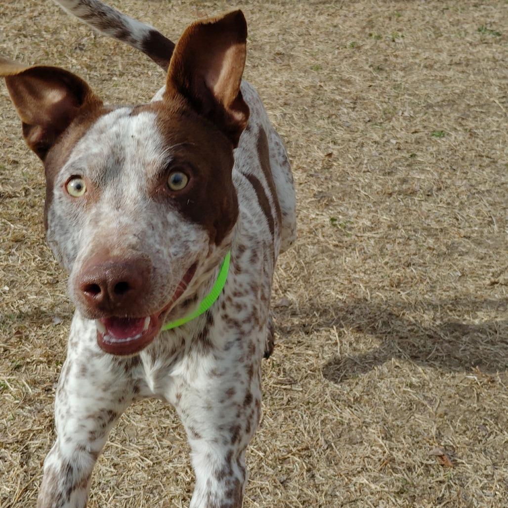 Enlarge Aden, a Adoptable mixed breed in Tulsa, OK image 4/6