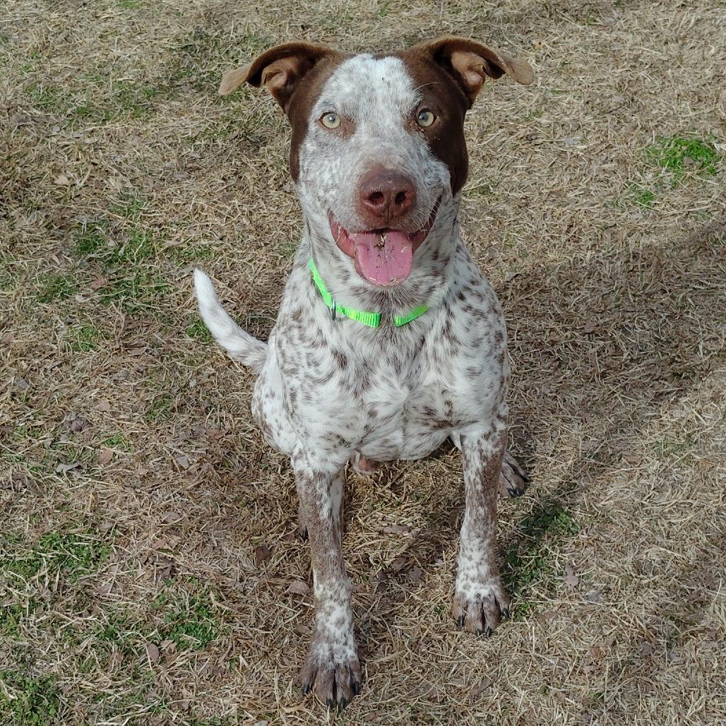 Enlarge Aden, a Adoptable mixed breed in Tulsa, OK image 5/6