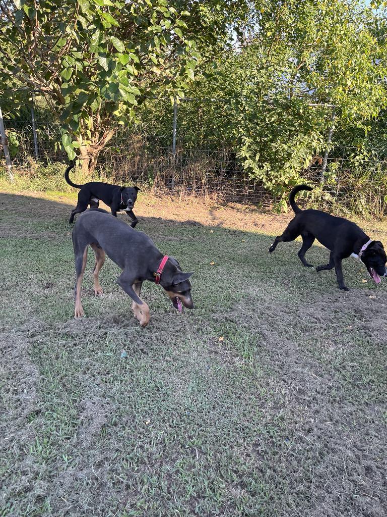 Enlarge Pretzel, a Adoptable mixed breed in Portage, MI image 3/6
