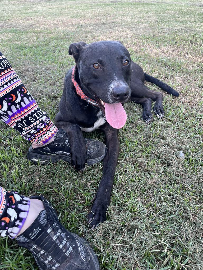 Enlarge Pretzel, a Adoptable mixed breed in Portage, MI image 2/6