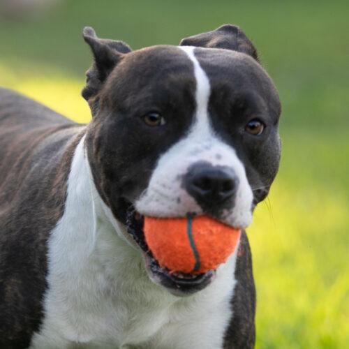 Enlarge Dozer, a Adoptable American Staffordshire Terrier in Fort Lauderdale, FL image 1/3
