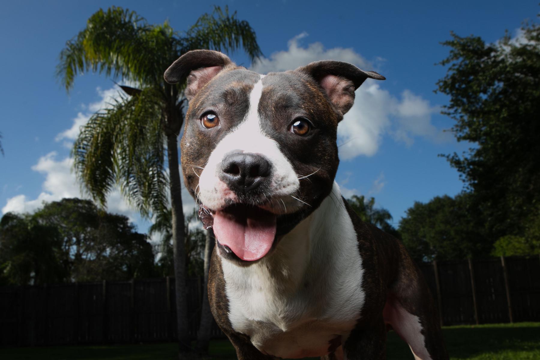 Dozer, a Adoptable American Staffordshire Terrier in Fort Lauderdale, FL image 3/3