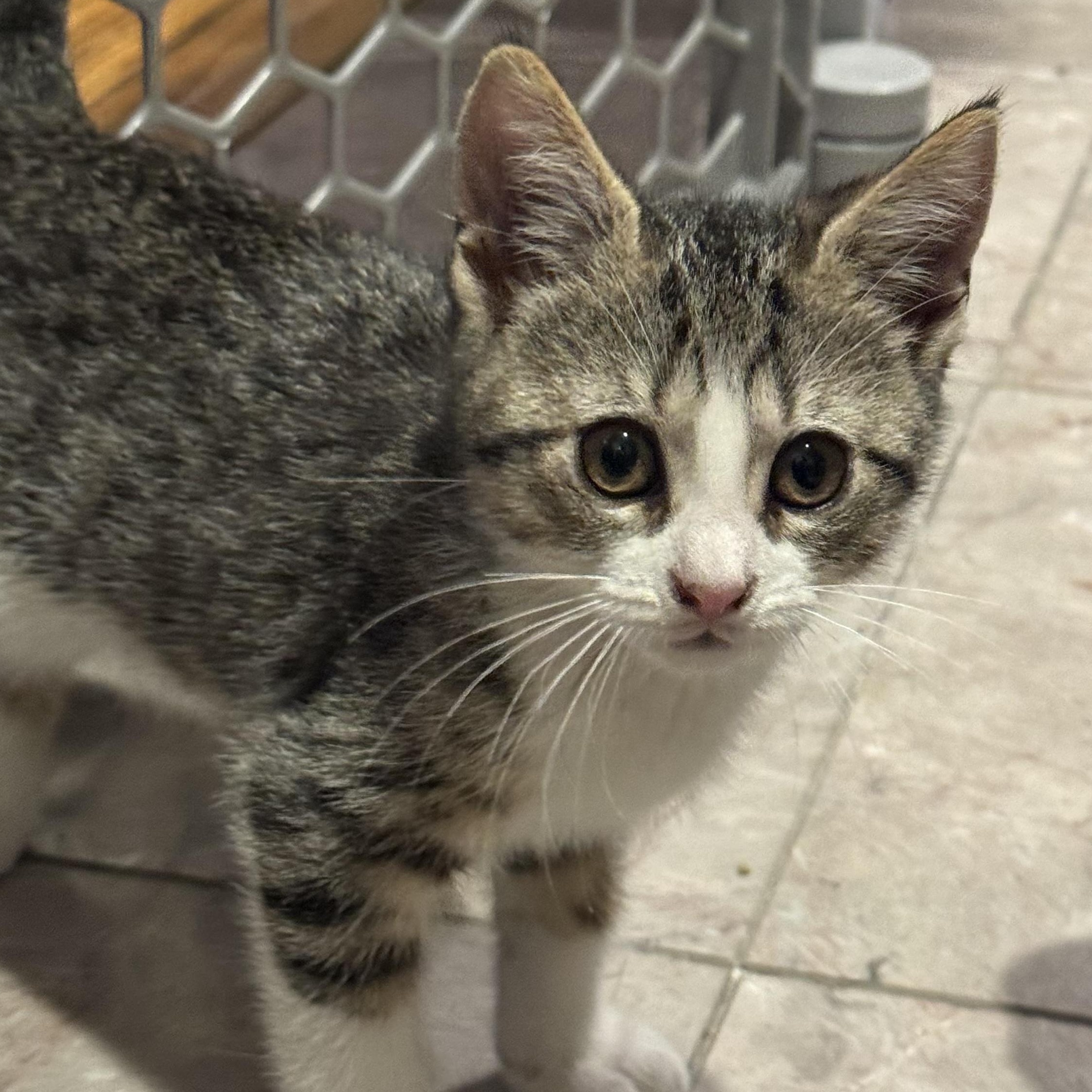 Willow , an adopted Domestic Short Hair in East Amherst, NY image 1/4