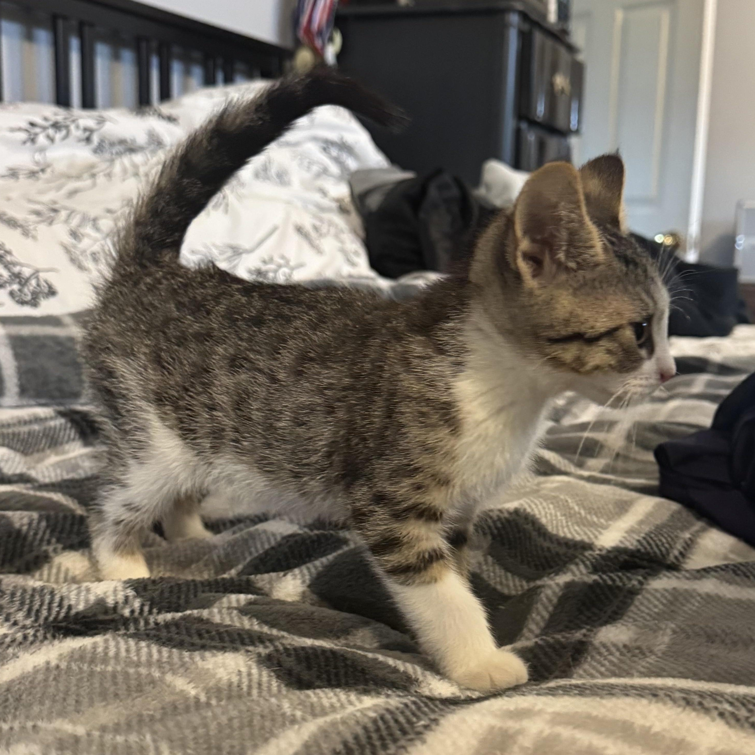 Willow , an adopted Domestic Short Hair in East Amherst, NY image 4/4