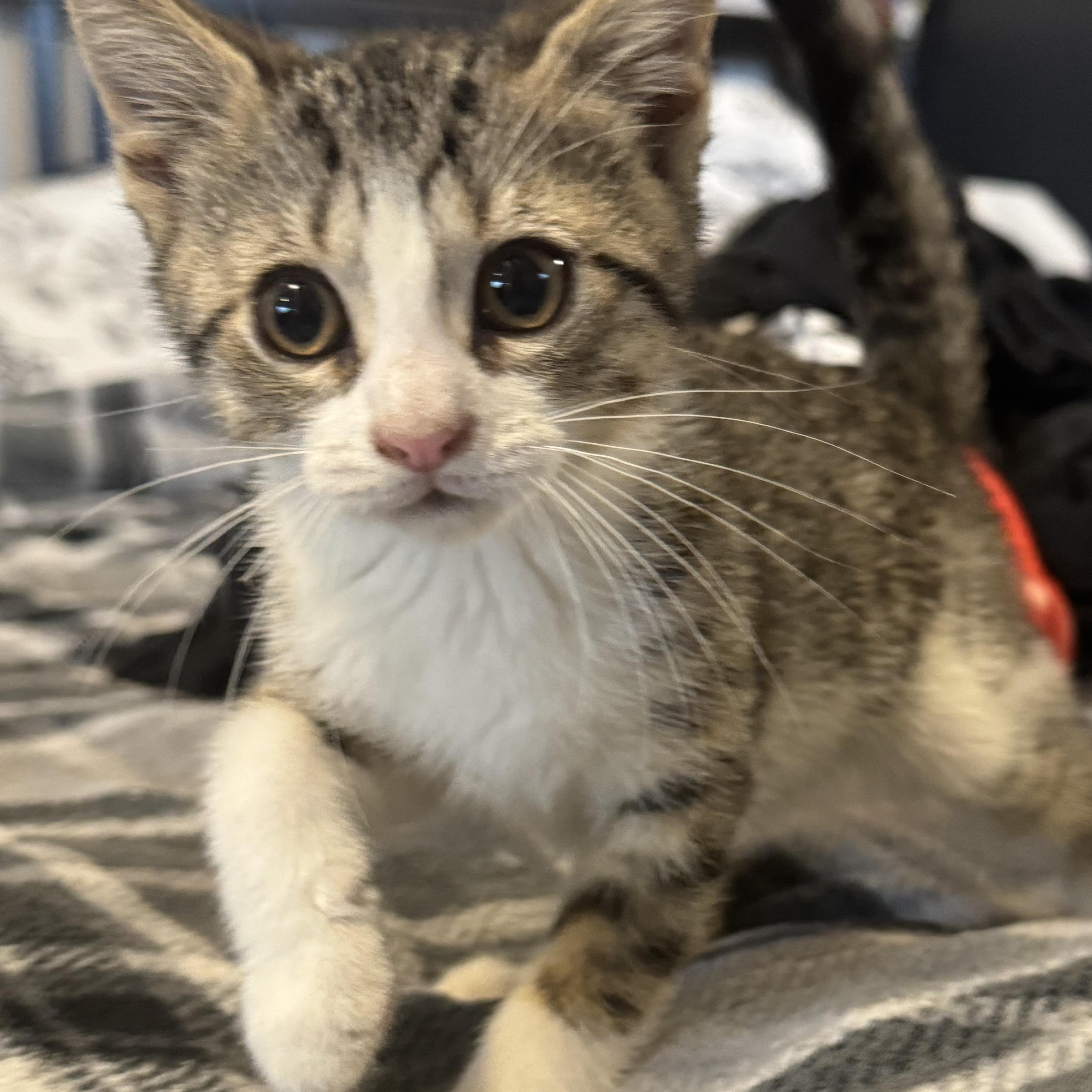 Willow , an adopted Domestic Short Hair in East Amherst, NY image 2/4