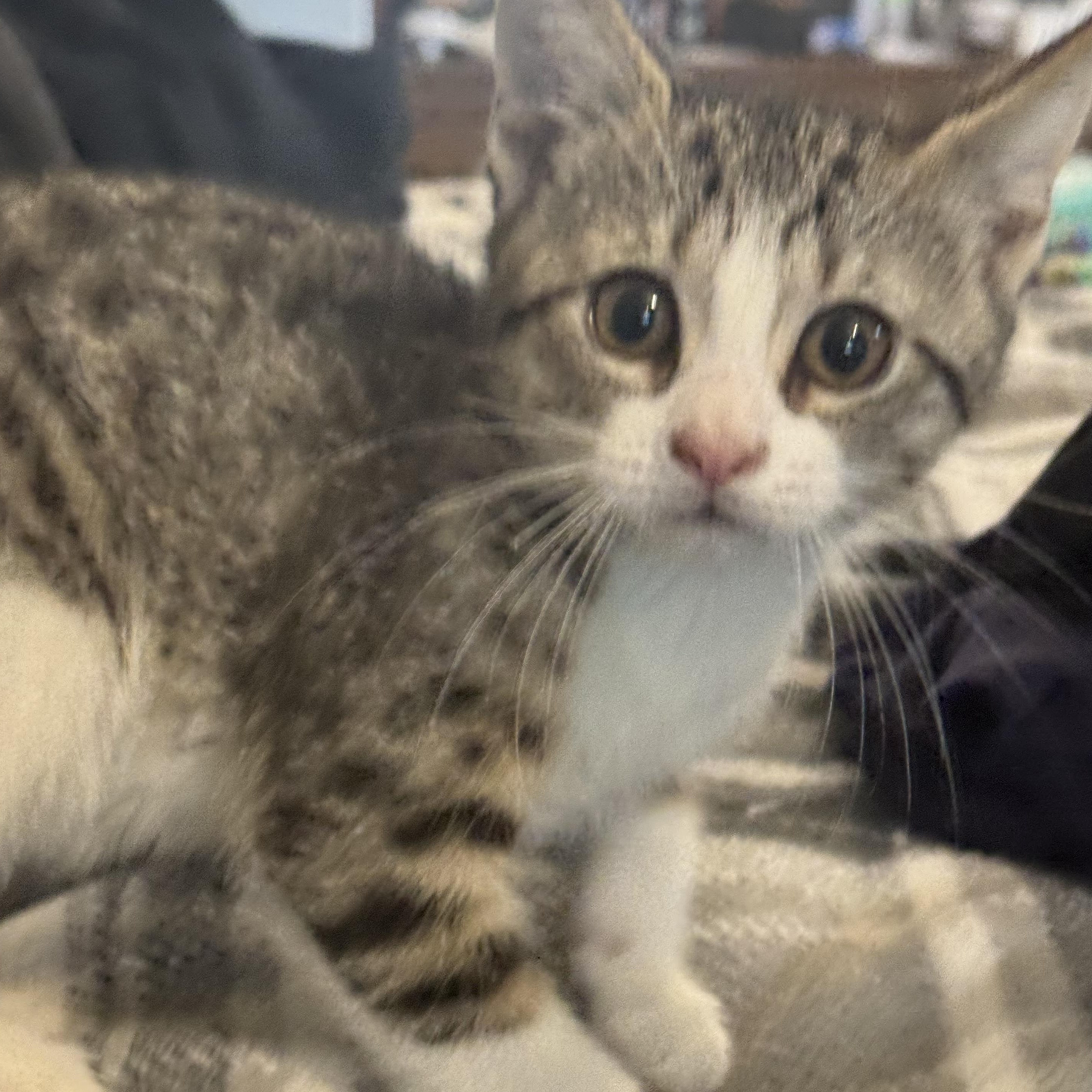 Willow , an adopted Domestic Short Hair in East Amherst, NY image 3/4
