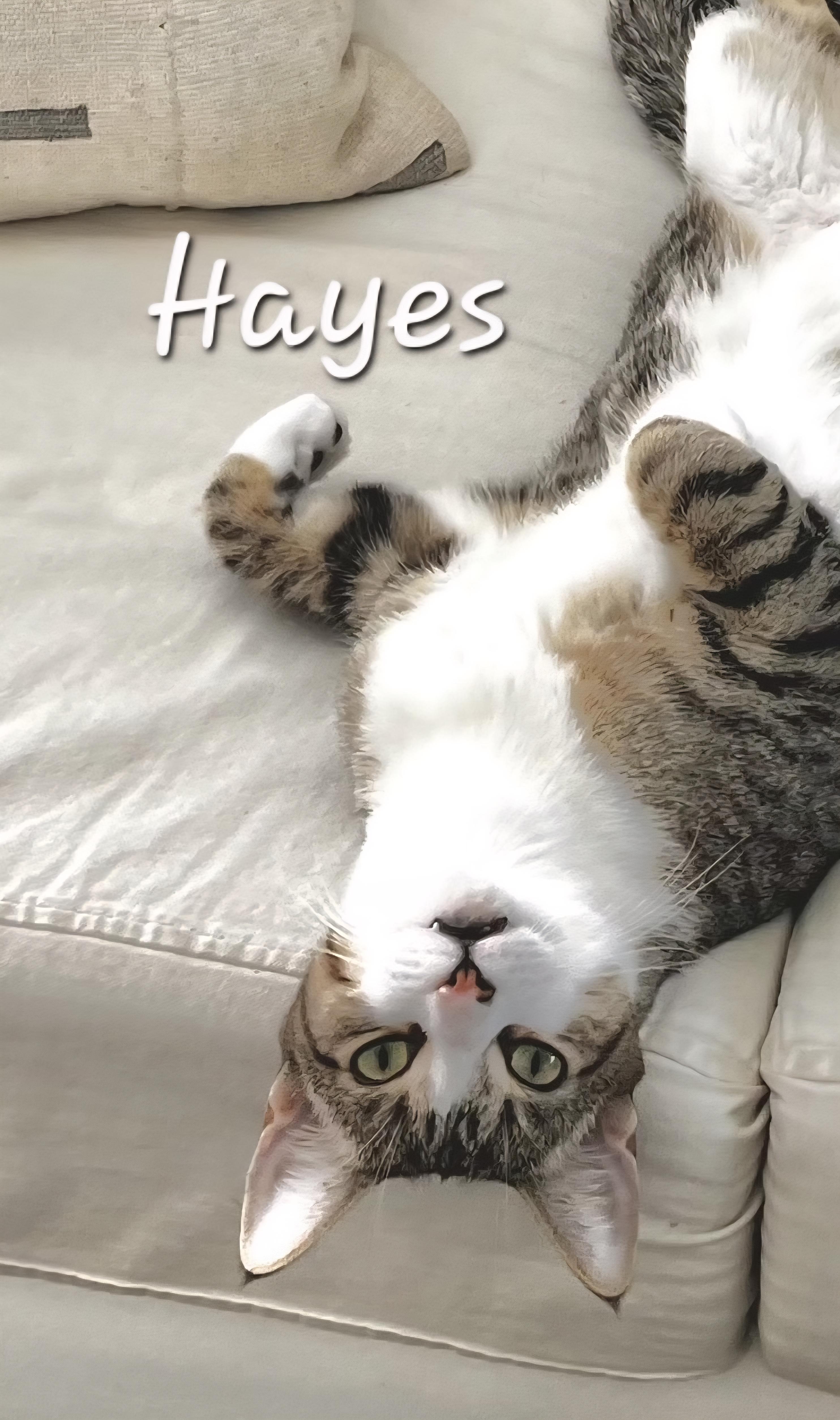 Hayes, ADOPTABLE, Young Male Domestic Short Hair.