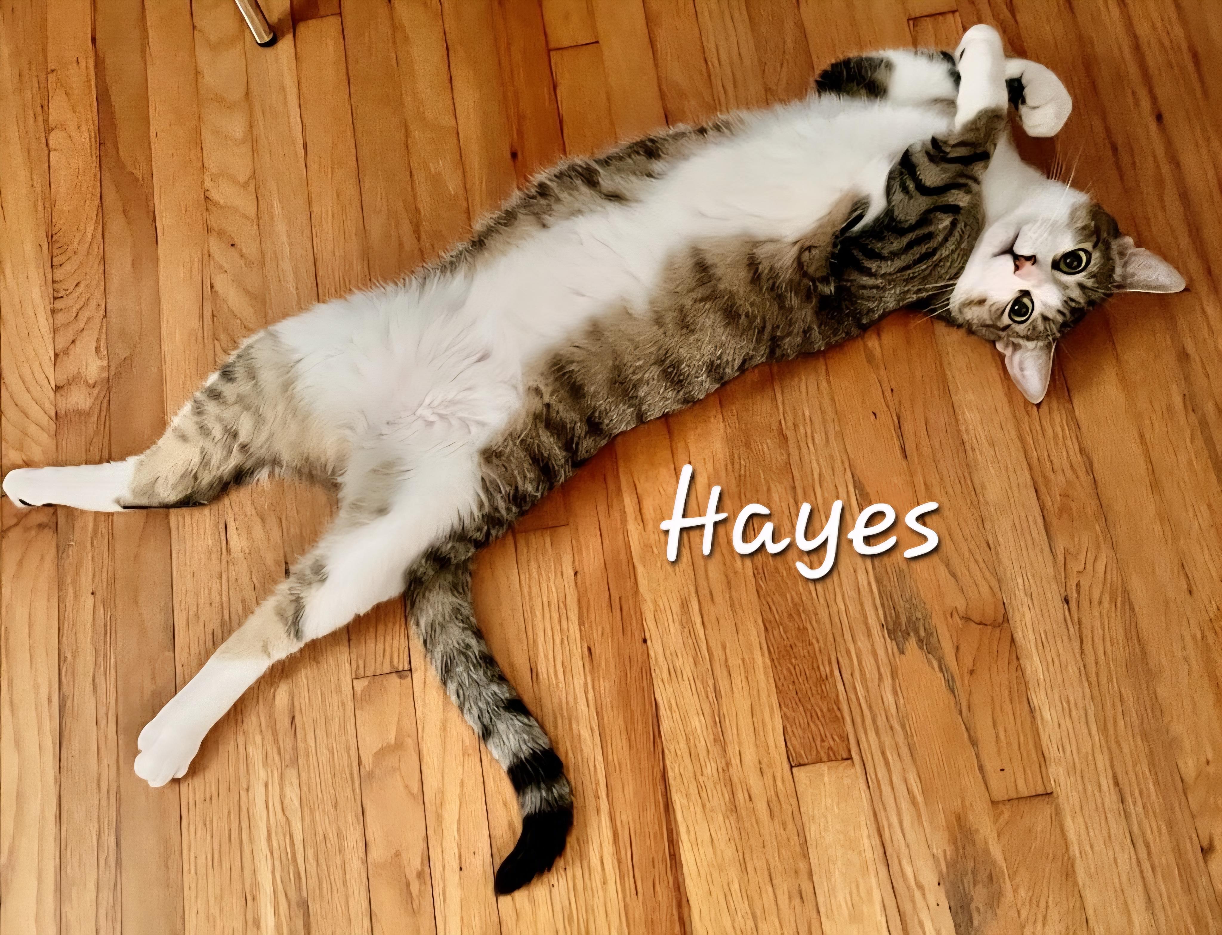 Enlarge Hayes, a ADOPTABLE Domestic Short Hair in Redondo Beach, CA image 4/6