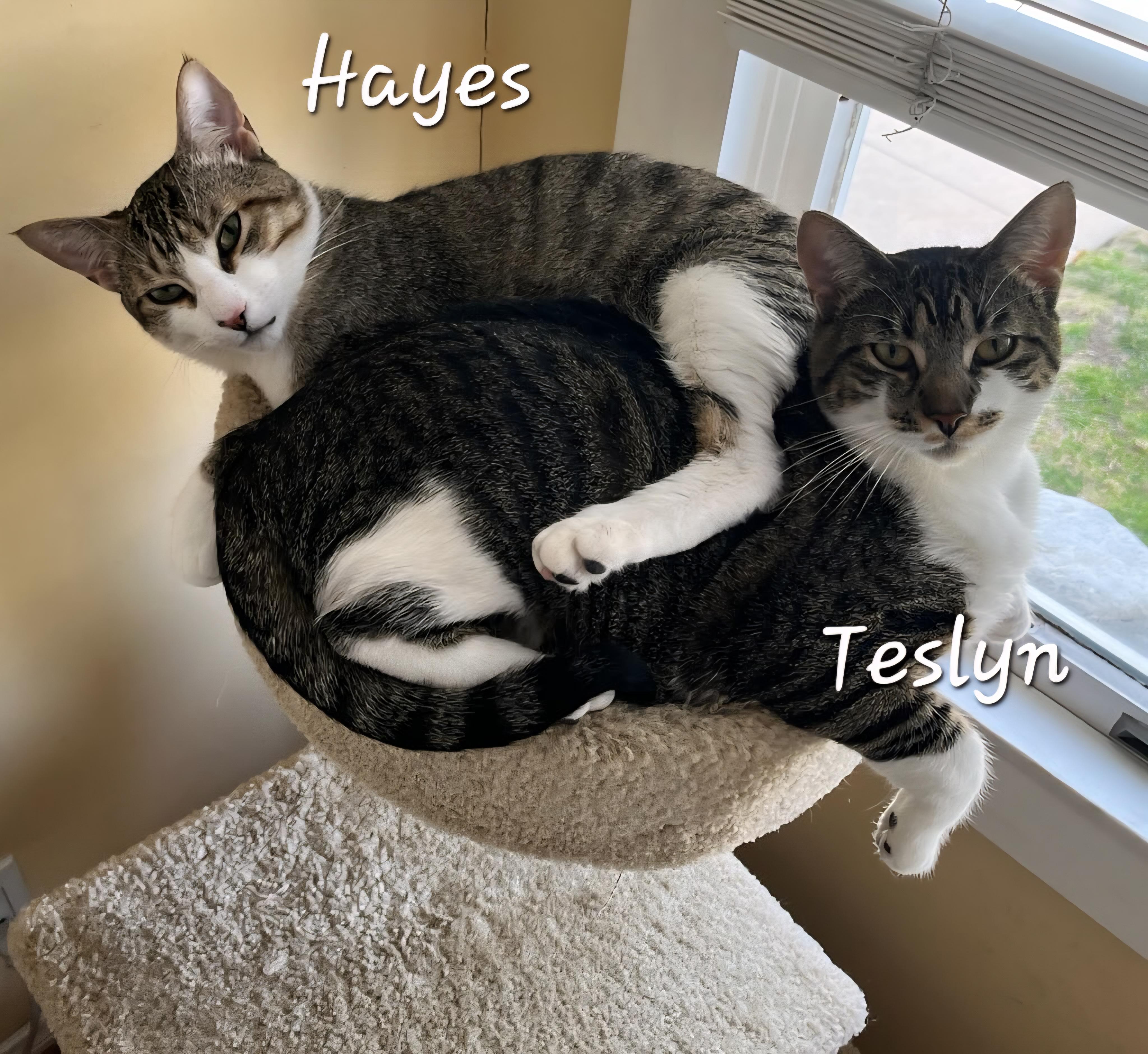 Enlarge Hayes, a ADOPTABLE Domestic Short Hair in Redondo Beach, CA image 6/6