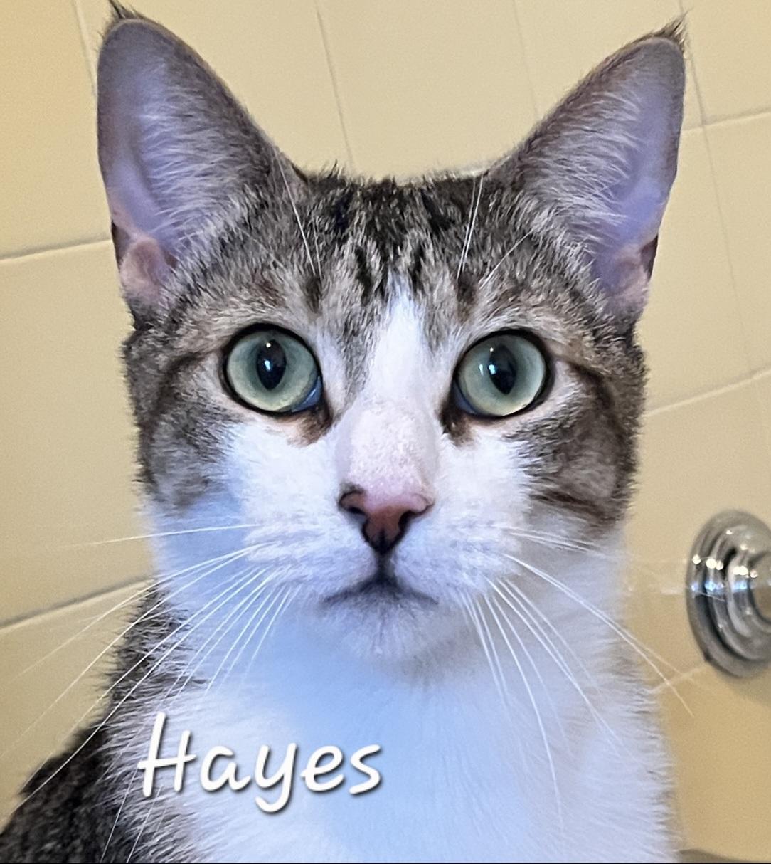 Enlarge Hayes, a ADOPTABLE Domestic Short Hair in Redondo Beach, CA image 2/6
