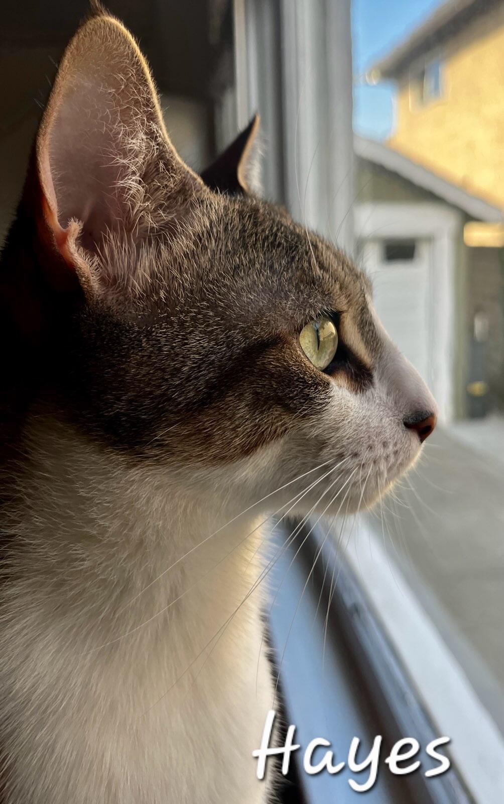 Enlarge Hayes, a ADOPTABLE Domestic Short Hair in Redondo Beach, CA image 5/6