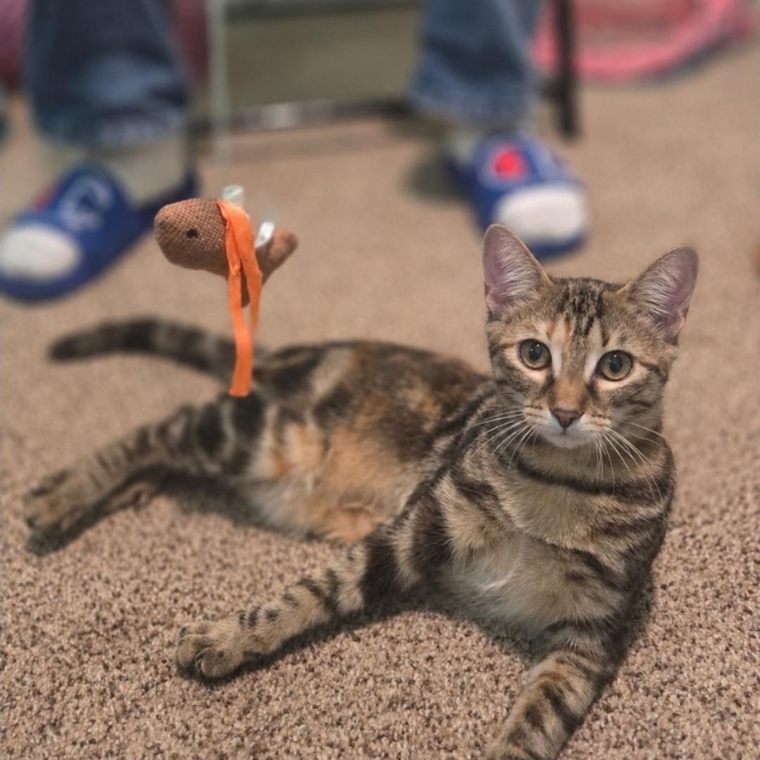 Red, Adoptable, Kitten Female Torbie & Domestic Short Hair.
