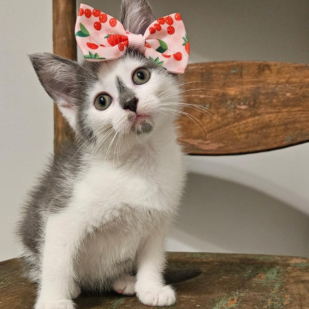 Fawn, Adoptable, Kitten Female Domestic Short Hair.