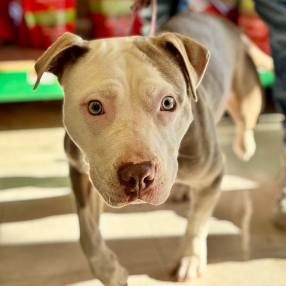 Grace, an adoptable mixed breed in Chicago, IL image 4/6