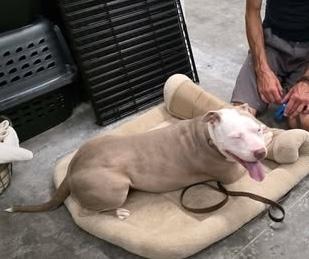 Grace, an adoptable mixed breed in Chicago, IL image 3/6