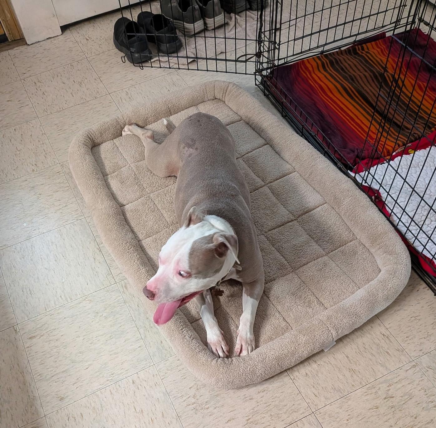 Grace, an adoptable mixed breed in Chicago, IL image 2/6