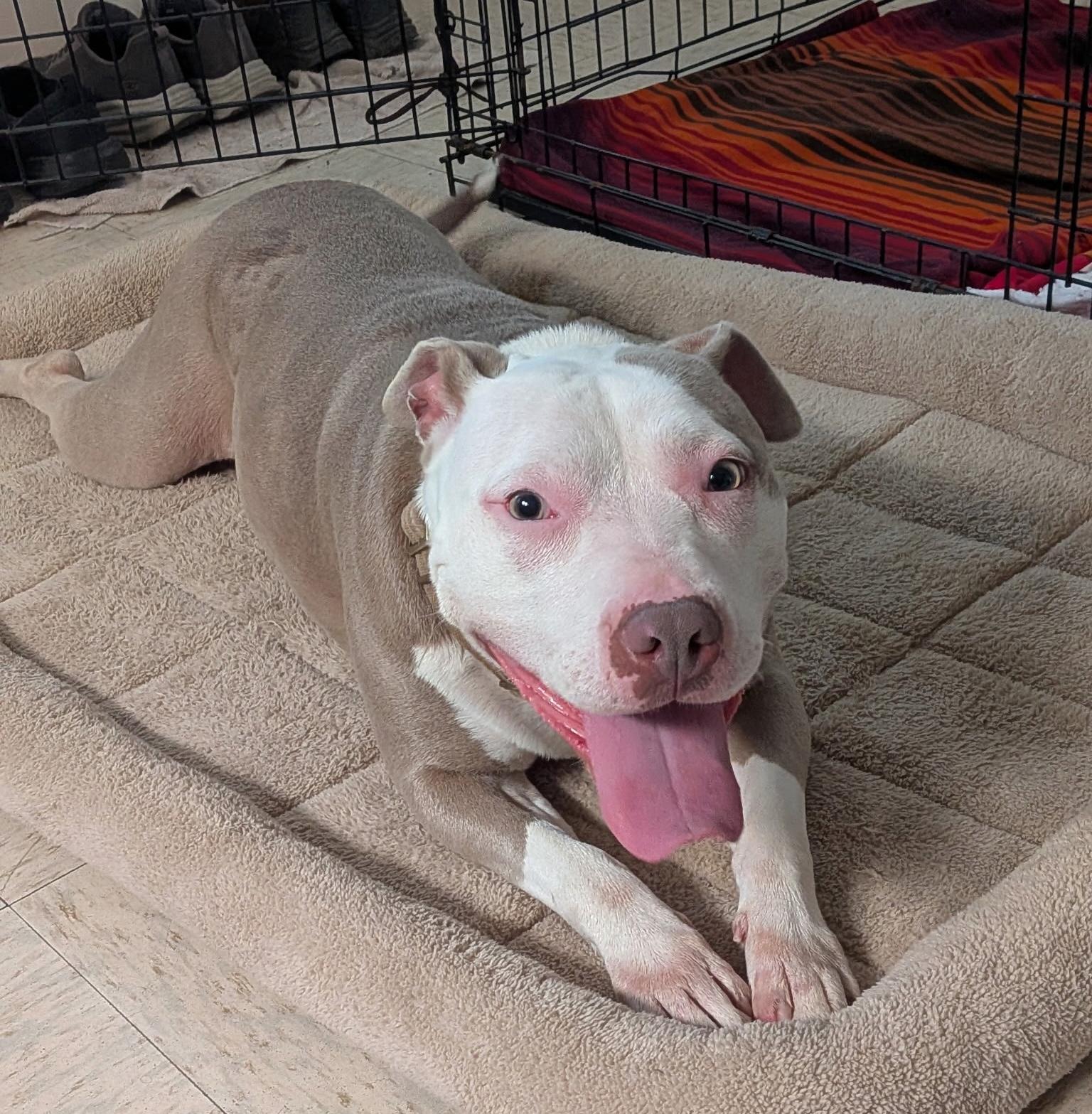 Grace, adoptable, Adult Female American Staffordshire Terrier & Mixed Breed.