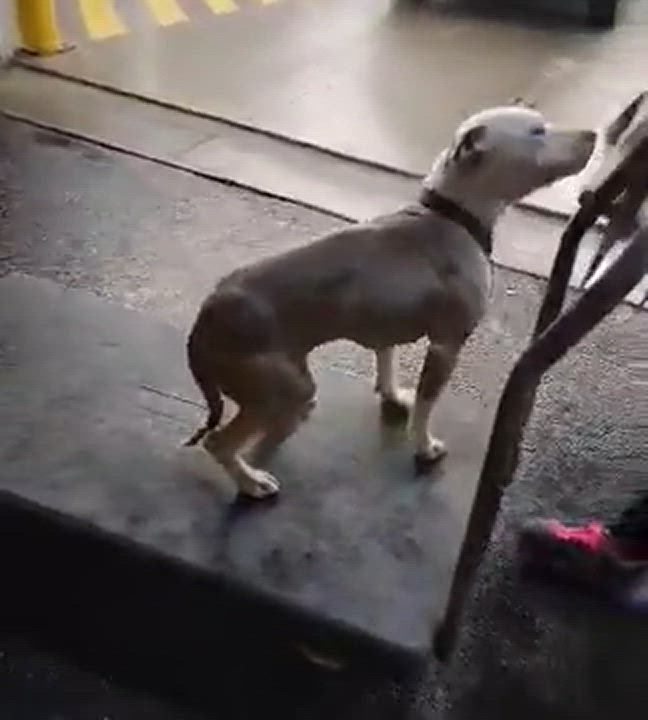Enlarge Grace, an adoptable mixed breed in Chicago, IL video 5/6